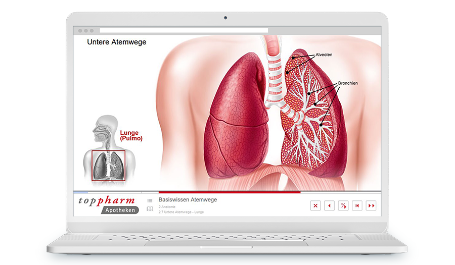Laptop mit Screenshot aus dem Training, es zeigt eine Illustration unserer Atemwege.